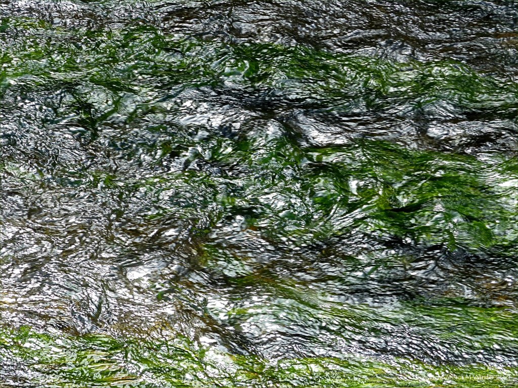 Texture of water flowing over Water Crowfoot in a river