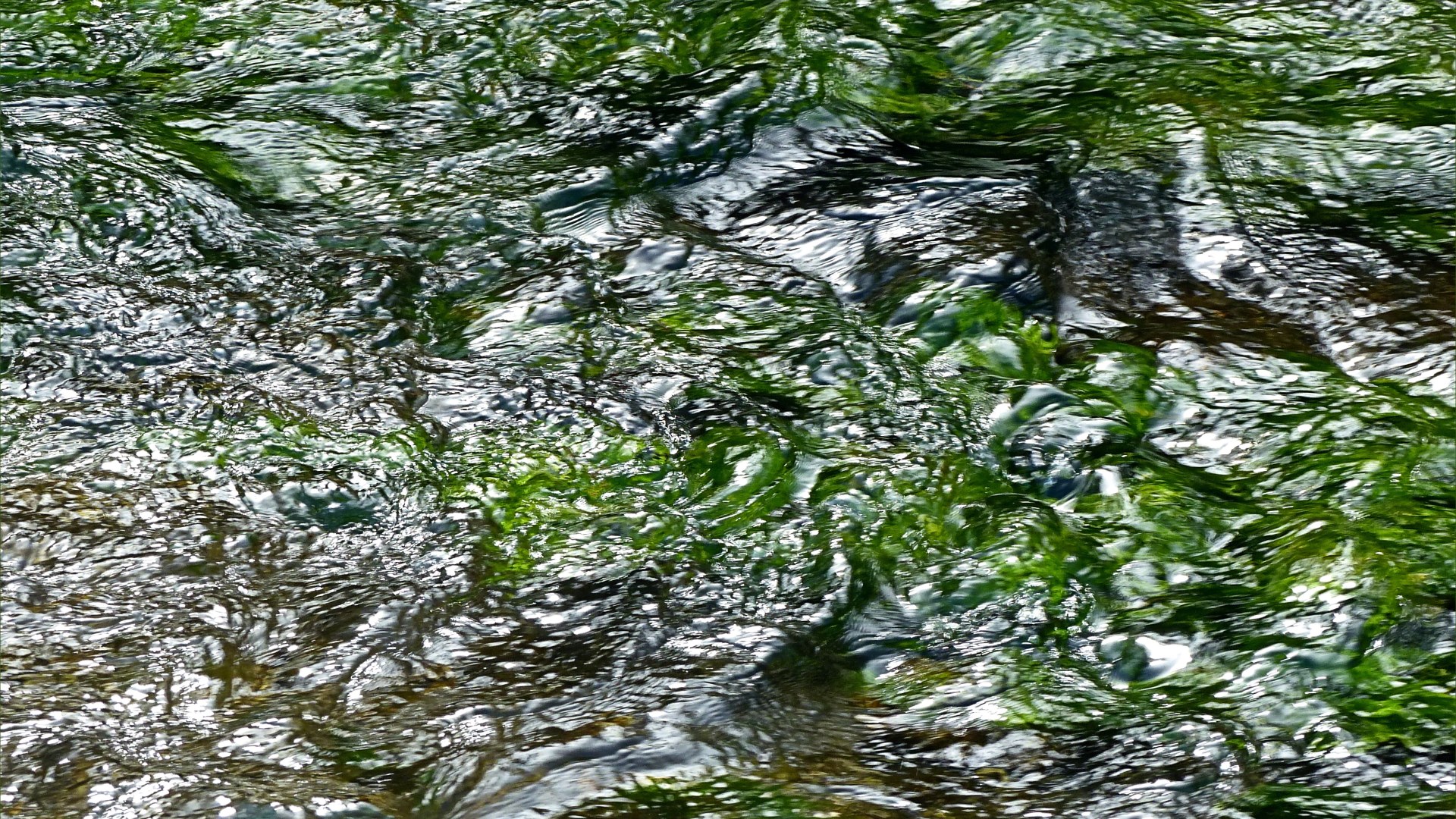 Texture of water flowing over Water Crowfoot in a river