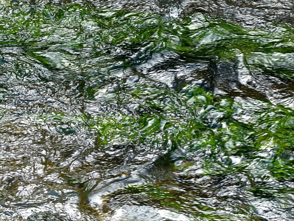 Texture of water flowing over Water Crowfoot in a river