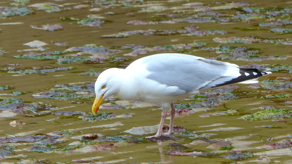 Herring gull feeding at low tide on a sandy beach