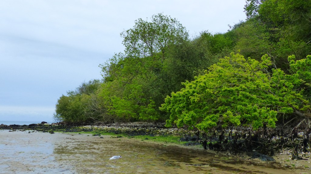 Trees and beach stones on the edge of the beach