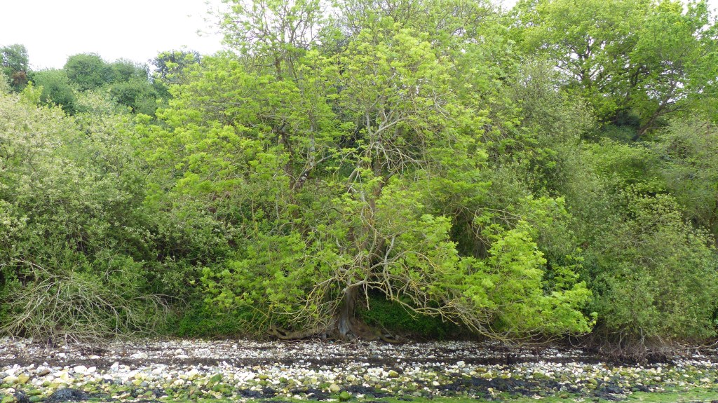 Trees on the cliff by the seashore with pebbles.