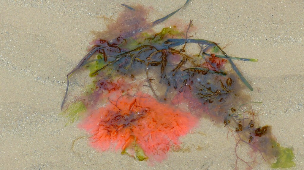 Seaweeds washed up on a sandy beach