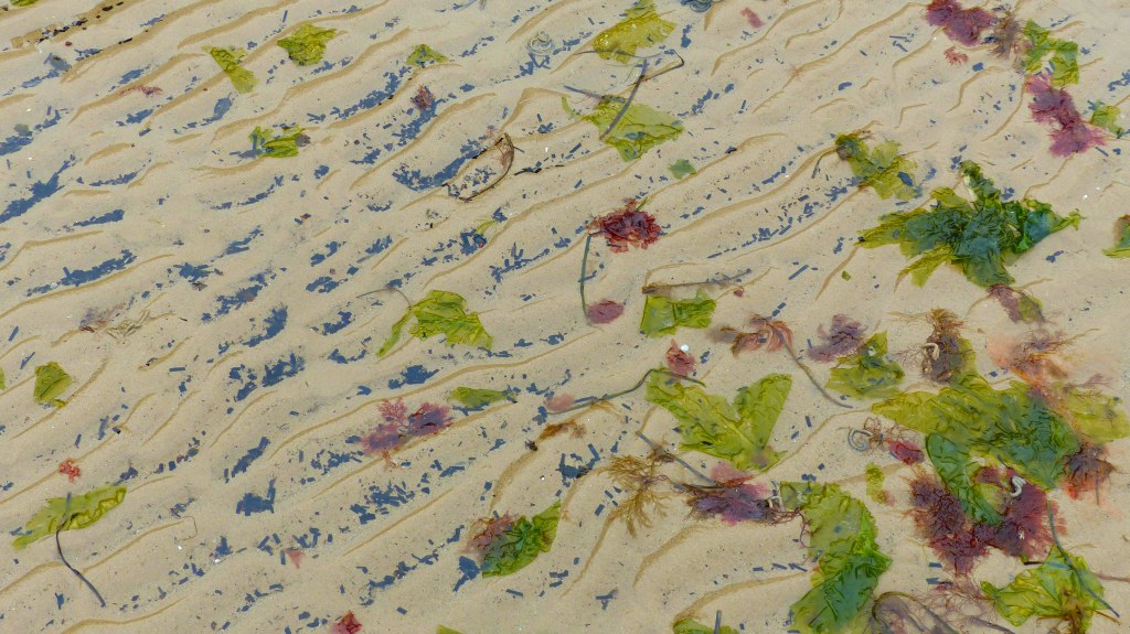 Seaweeds washed up on rippled beach sand.