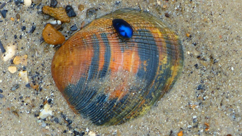 Stained and patterned cockle shell with shiny blue beetle on the beach