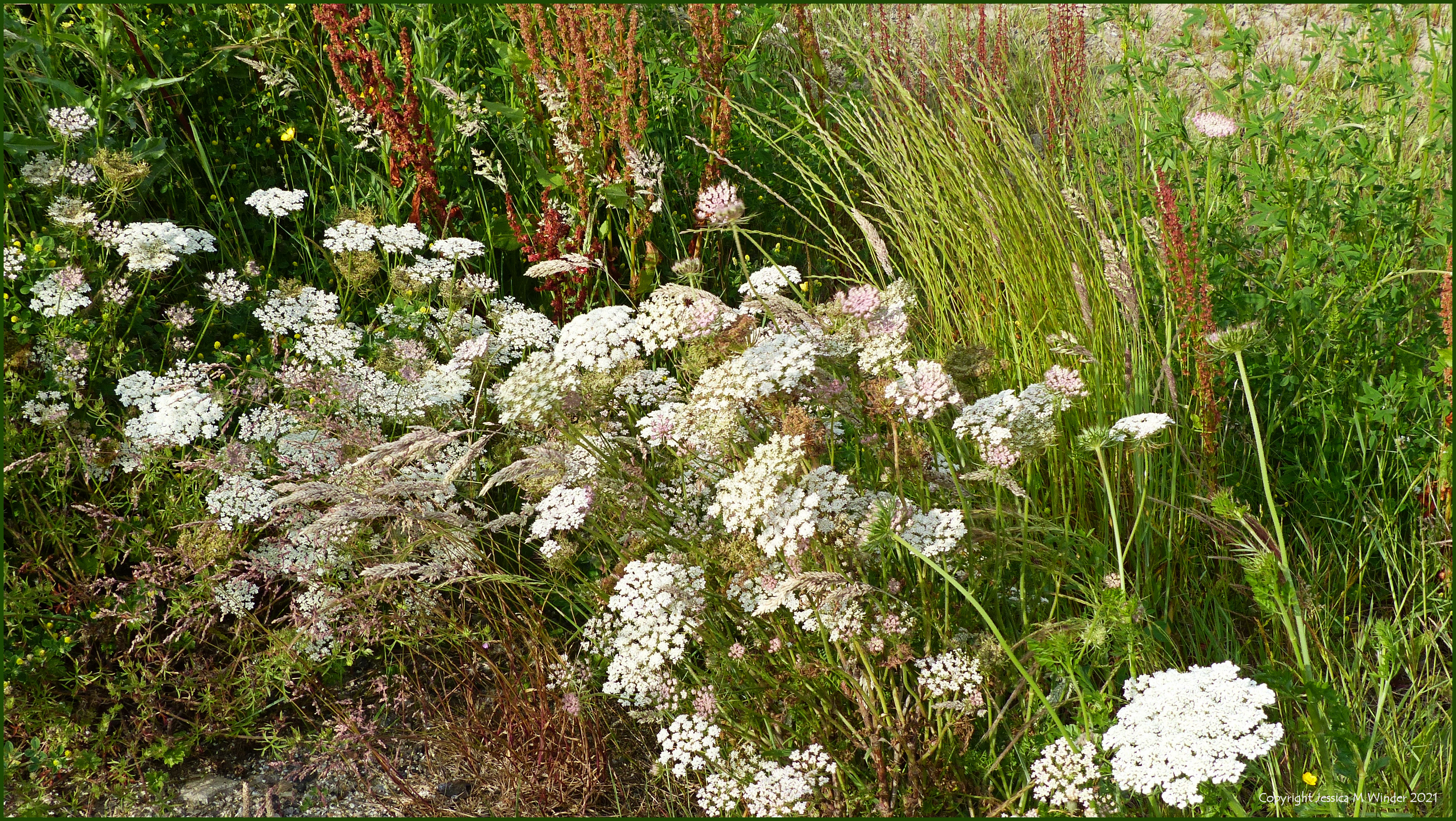 Wild flowering plants and grasses on wasteland
