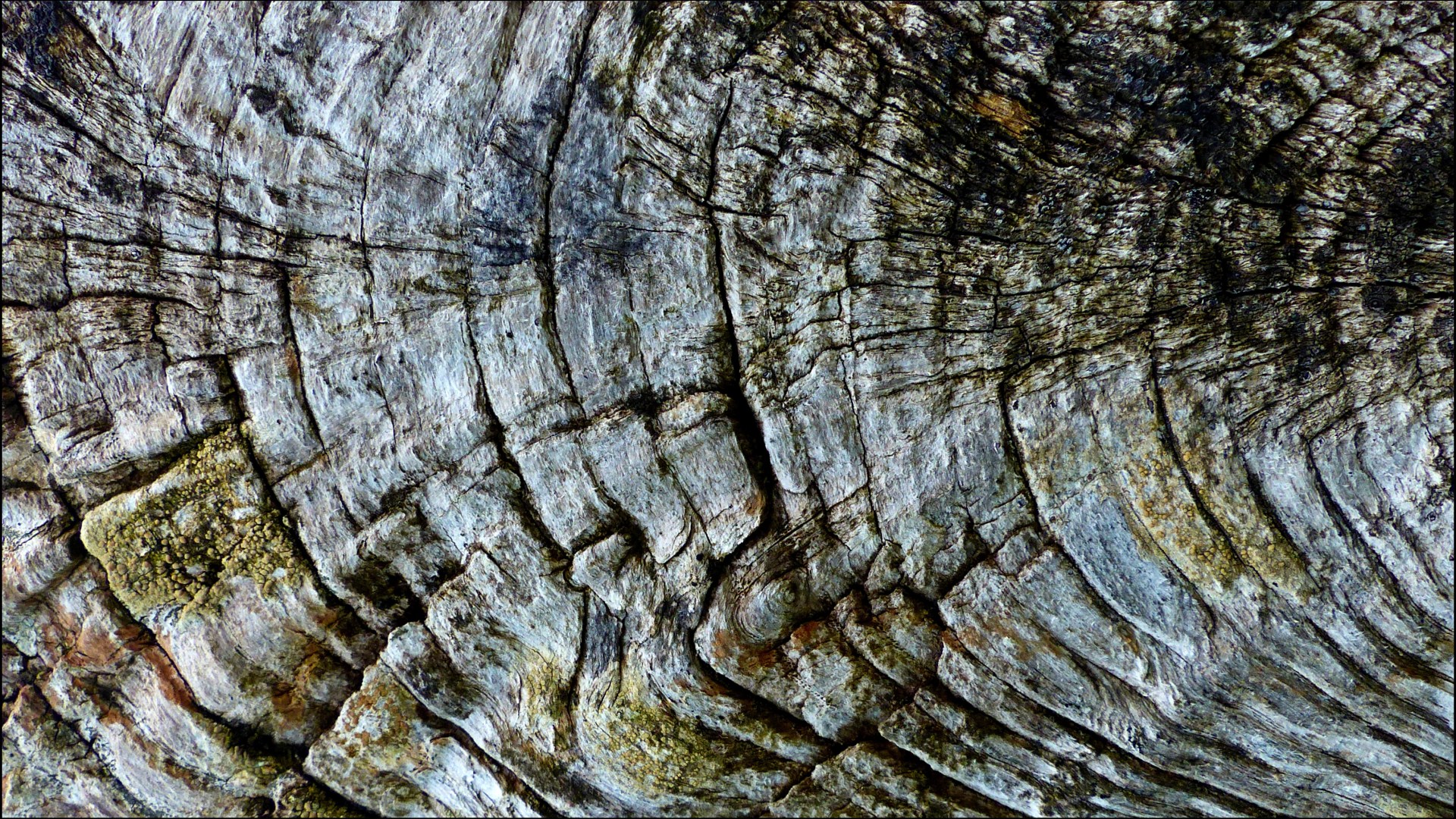 Lichen on weathered wood