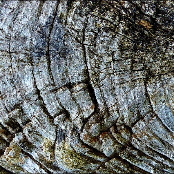 Lichen on weathered wood