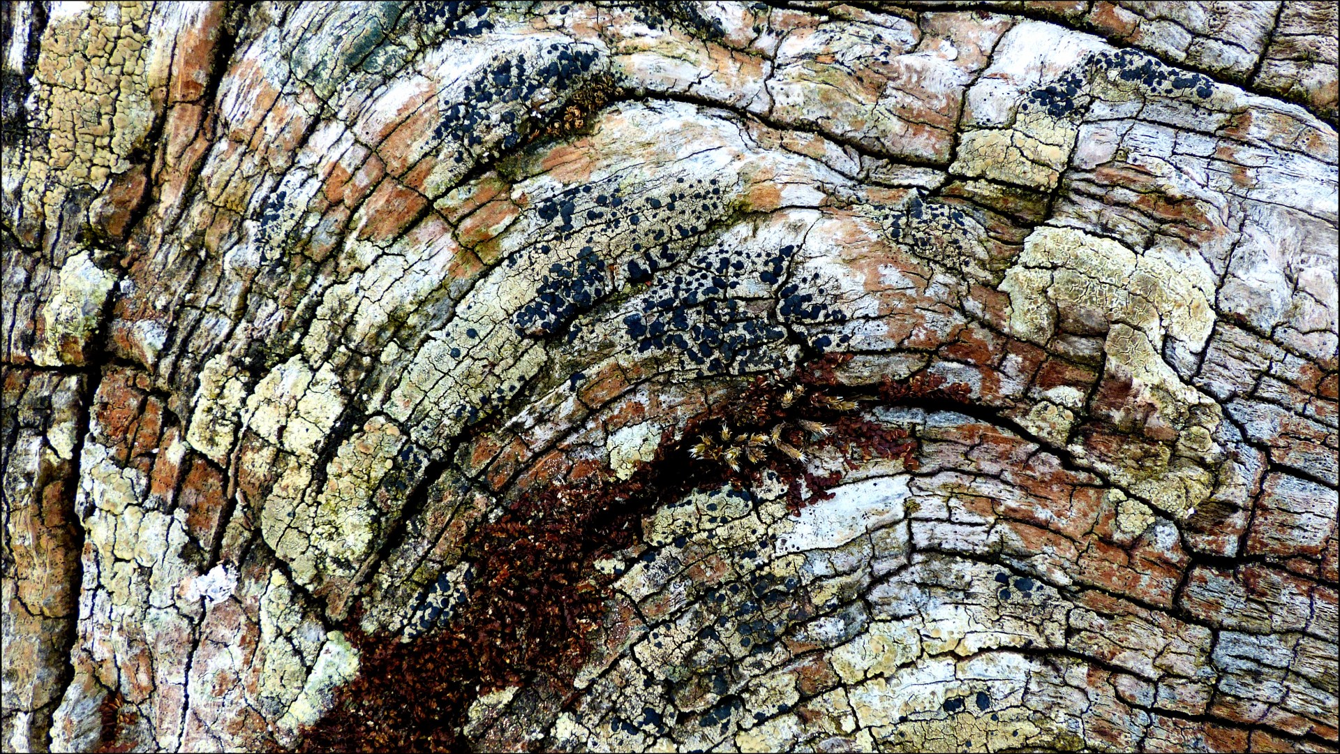 Lichen on weathered wood