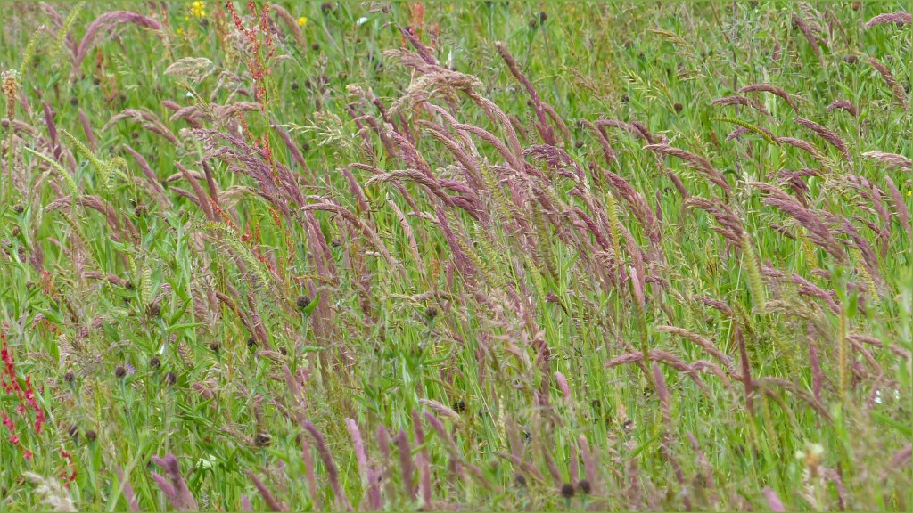 Pink grasses in a seeded hay meadow