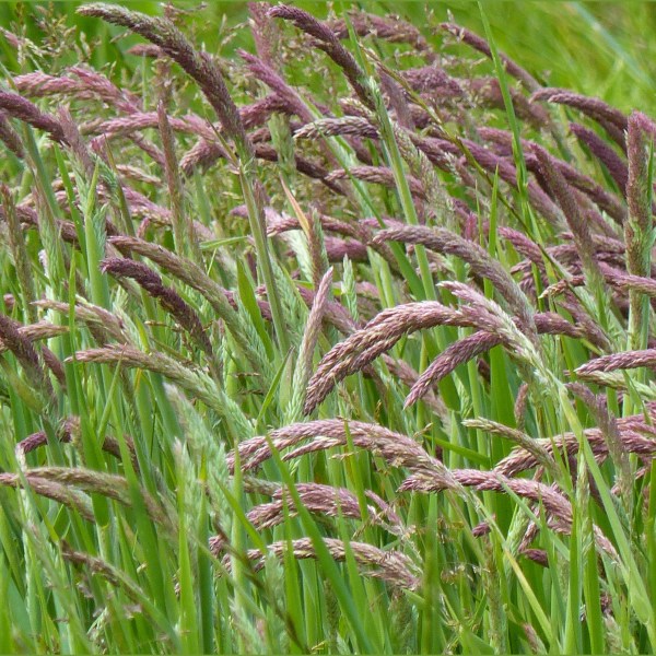 Pink grasses in a seeded hay meadow