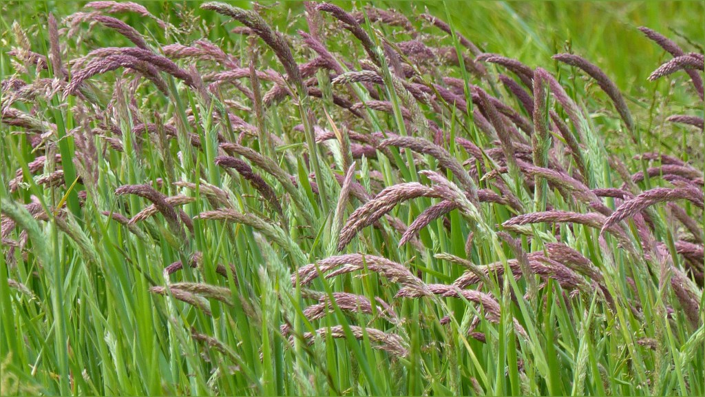 Pink grasses in a seeded hay meadow