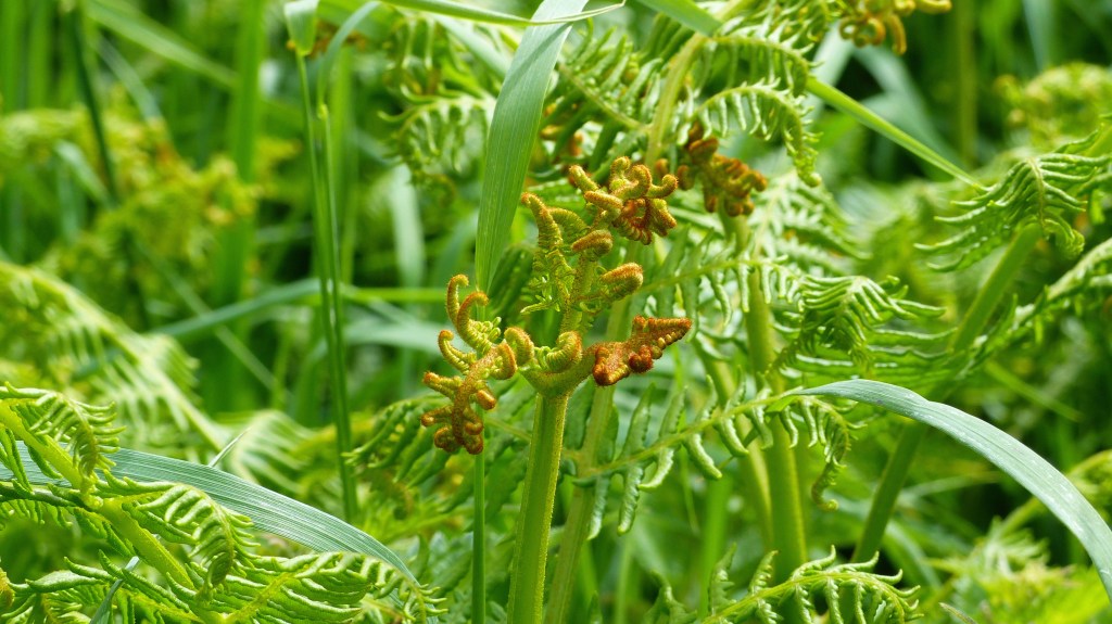 Bracken fronds uncurling with new growth in June