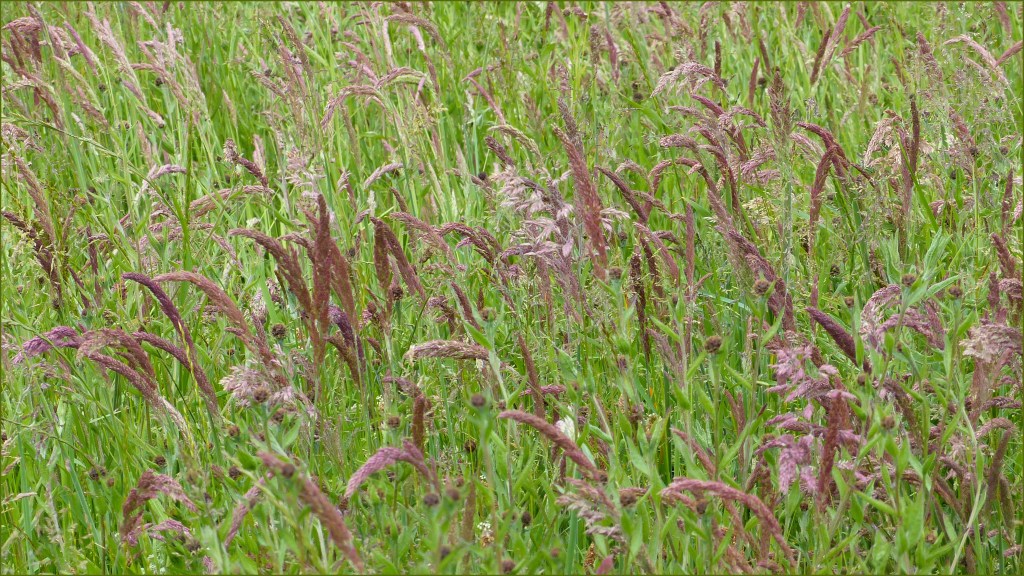 Pink grasses in a seeded hay meadow