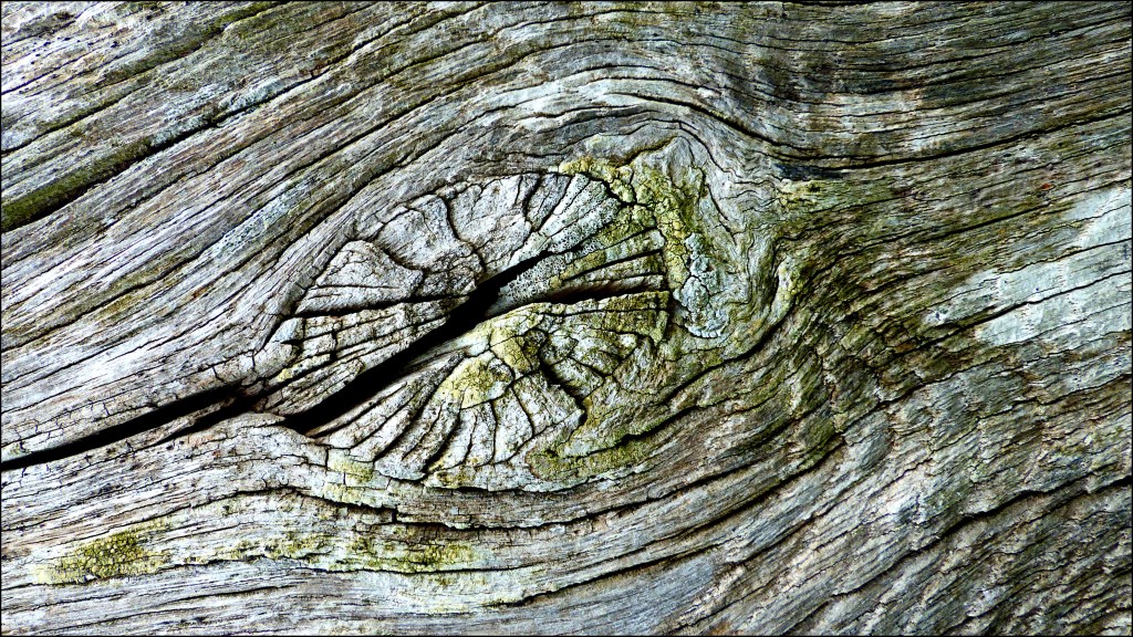 Lichen on weathered wood