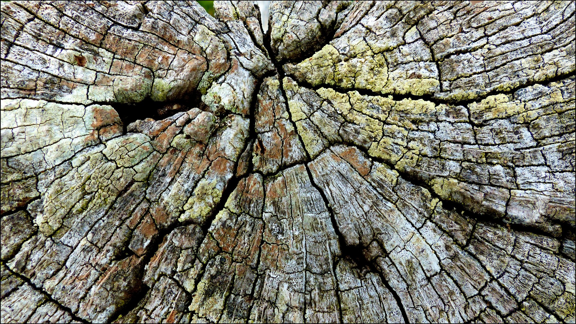 Lichen on weathered wood