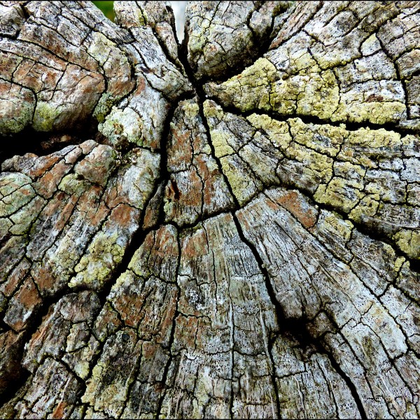 Lichen on weathered wood