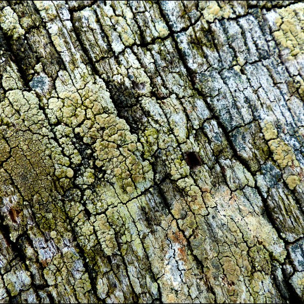 Lichen on weathered wood