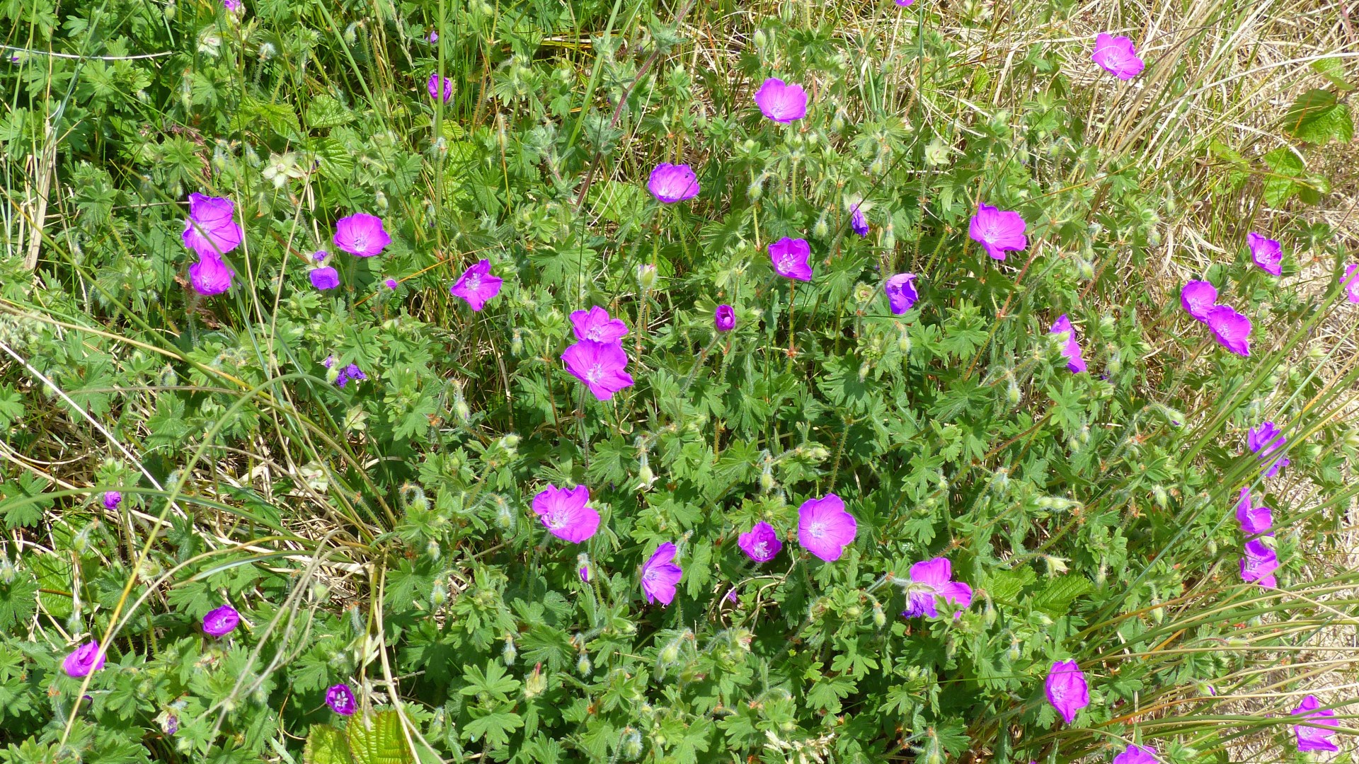 Deep reddish-purple flowers of Bloody Cranesbill growing on dunes