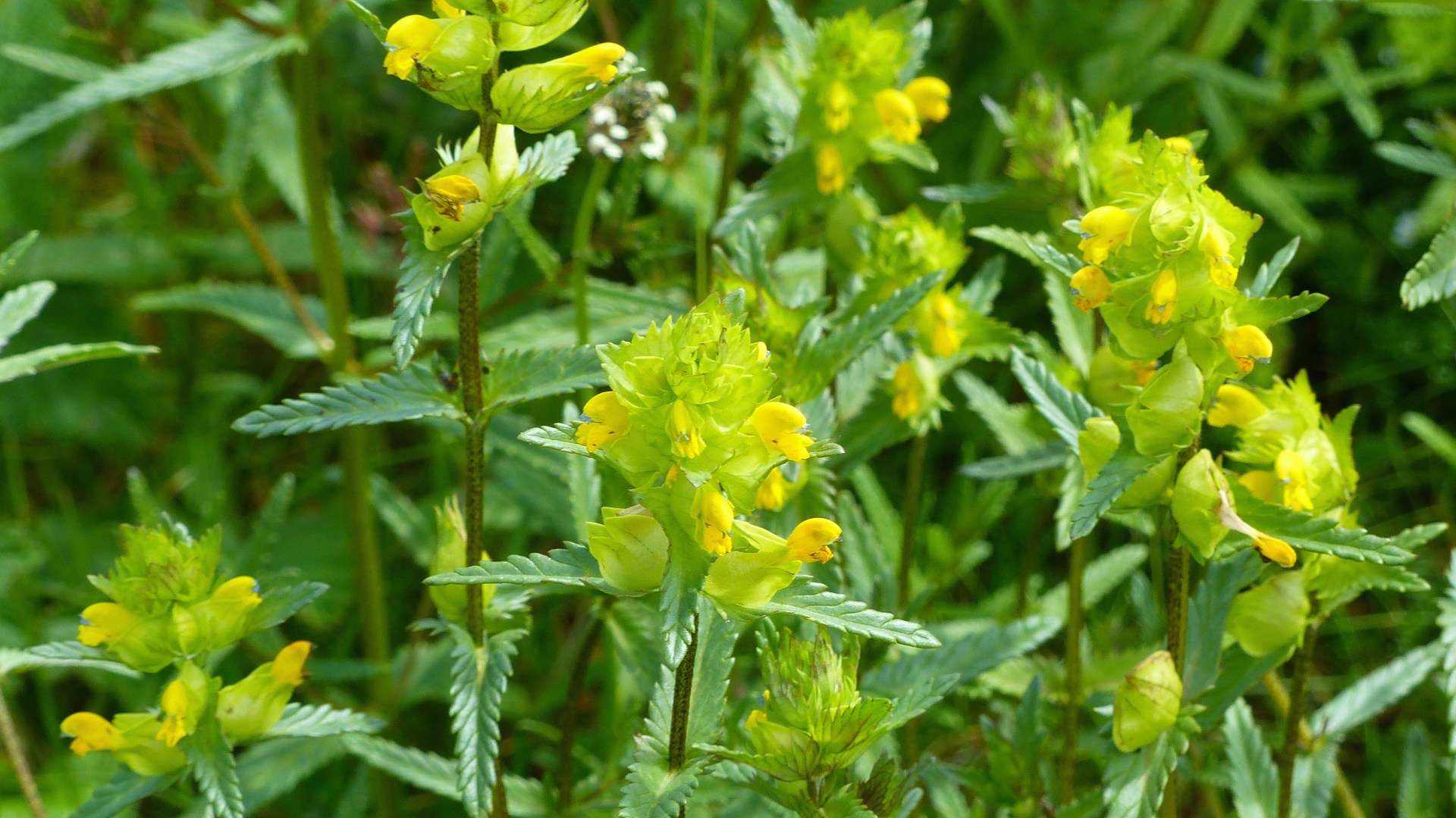 Yellow Rattle flowers and leaves with serrated edges