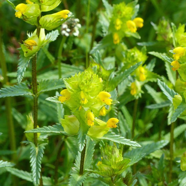 Yellow Rattle flowers and leaves with serrated edges