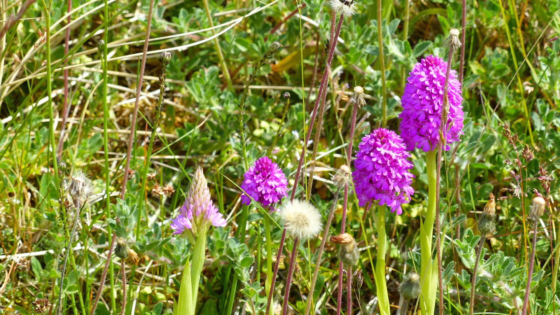 Pyramidal Orchids in dune grassland