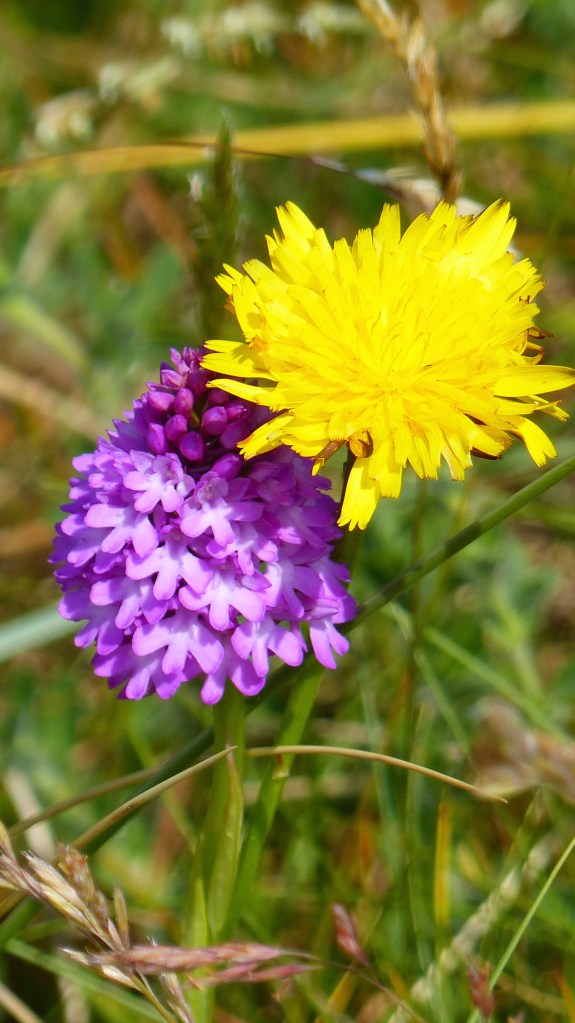 Pink Pyramidal Orchid in dune grassland with yellow dandelion