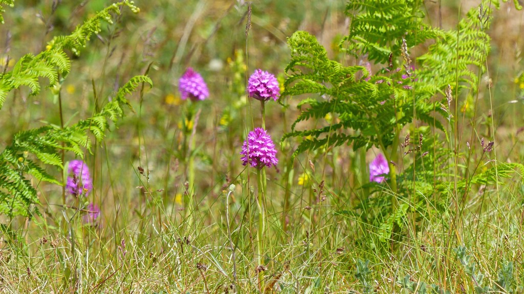 Pink Pyramidal Orchids in dune grassland with young bracken plants