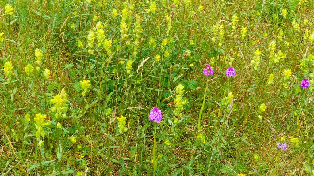 Yellow Rattle flowers growing with pink orchids on grassland