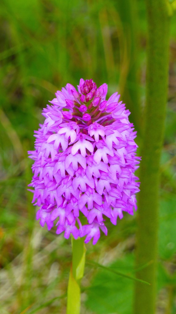 Pink Pyramidal Orchid in dune grassland