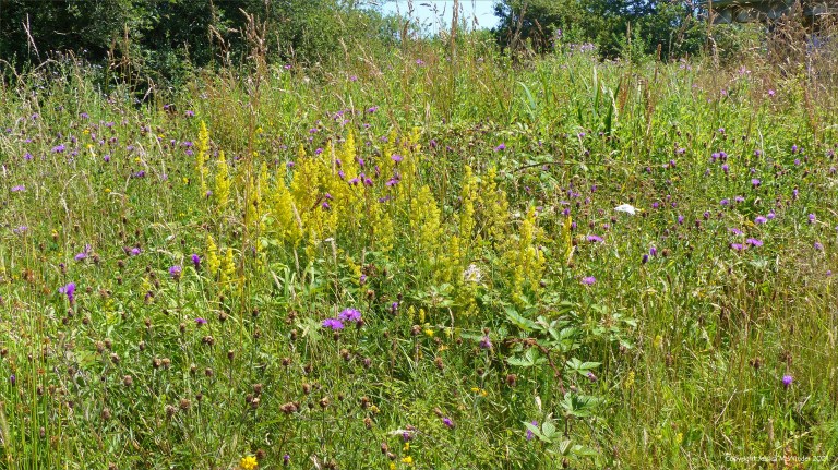 Pink Knapweed and yellow Lady's Bedstaw on a coastal wetland site