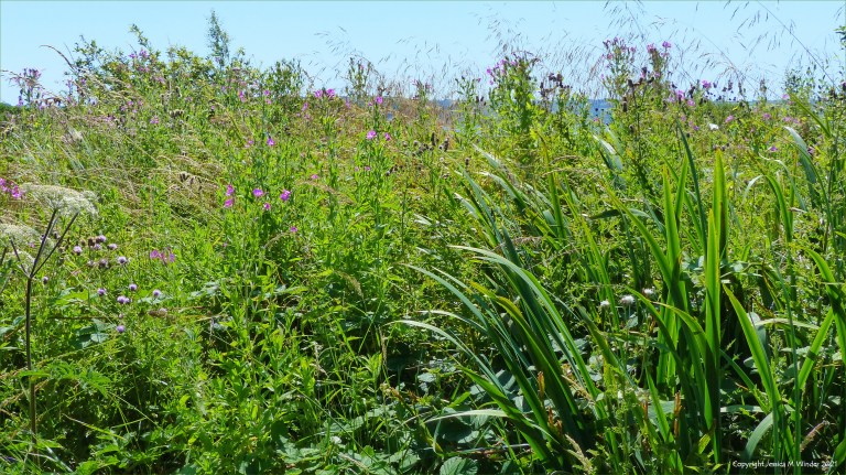 Bulrushes and Willowherb are main components of this coastal wetland location