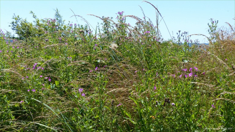Willowherb and tall grasses in coastal wetland