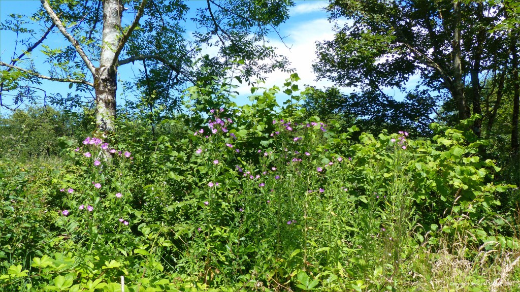 Flowering plants, trees, and other vegetation on a wetland site in South Wales