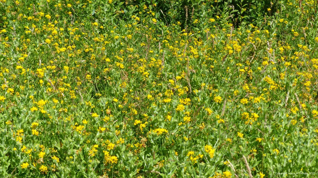 Yellow flowering plants and other wild vegetation on a wetland site in South Wales