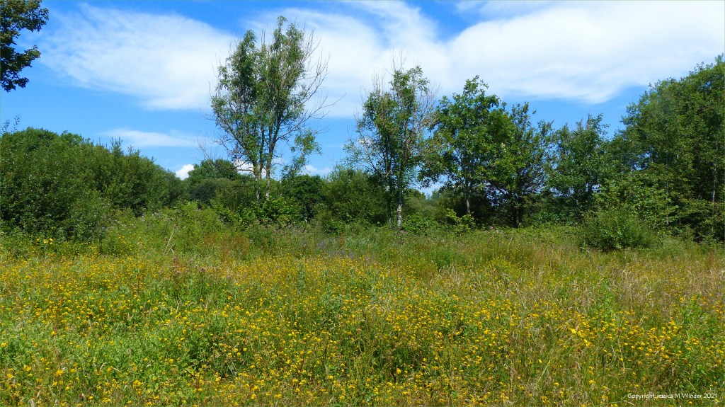 Yellow flowering plants and other vegetation on a wetland site in South Wales