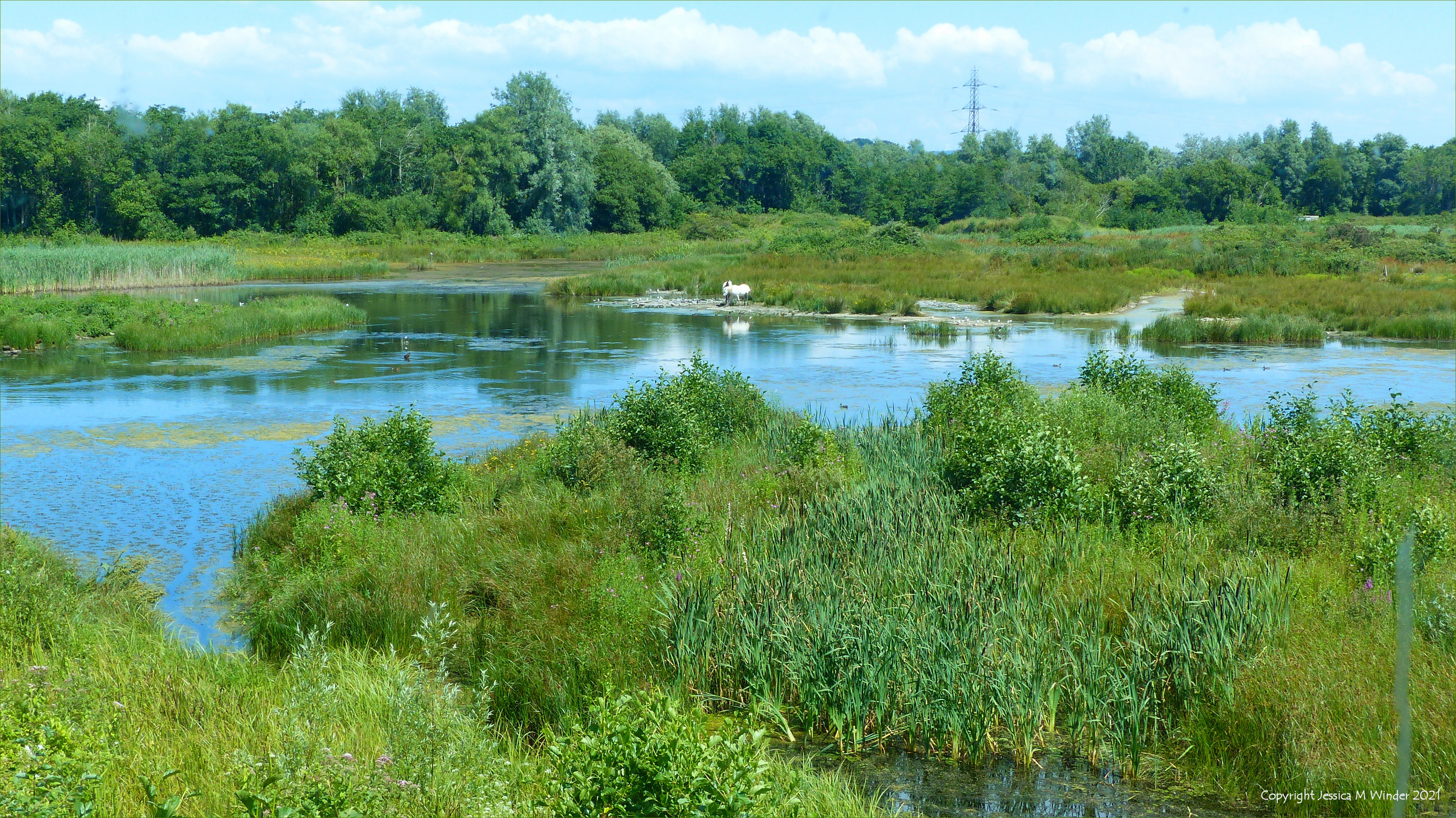 Two white ponies on the edge of a lake in the Millennium Wetlands at Llanelli, South Wales.