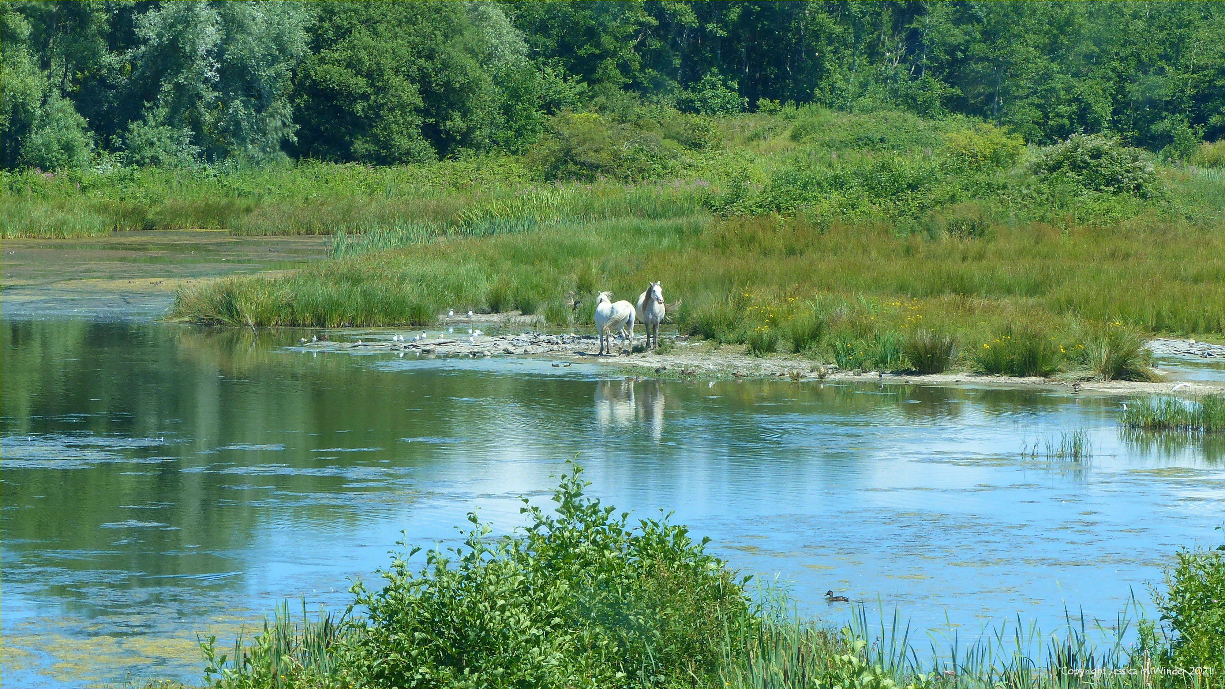 Two white ponies on the edge of a lake in the Millennium Wetlands at Llanelli, South Wales.