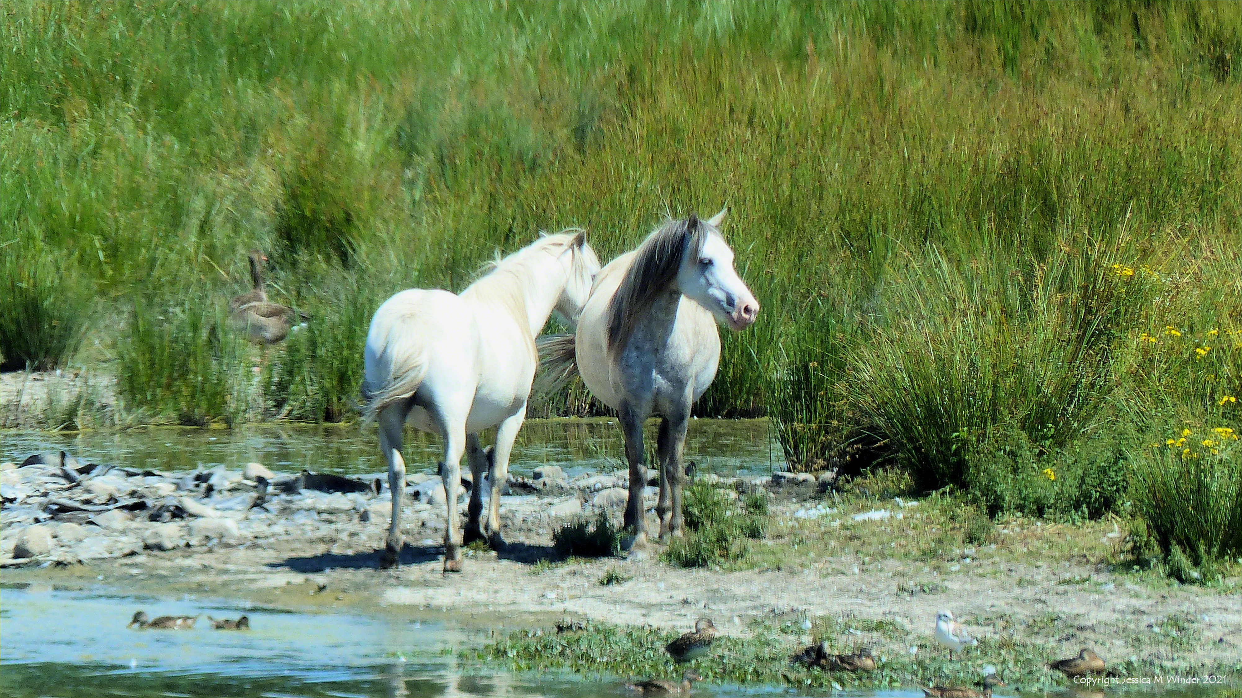 Two white ponies on the edge of a lake in the Millennium Wetlands at Llanelli, South Wales.
