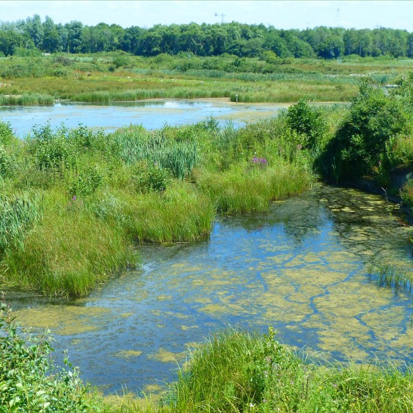 Llanelli wetland lakes and vegetation
