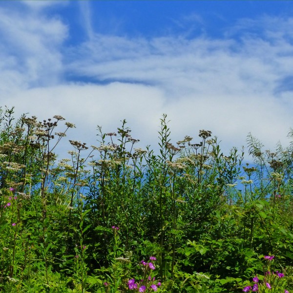 Plant assemblage from coastal wetland habitat