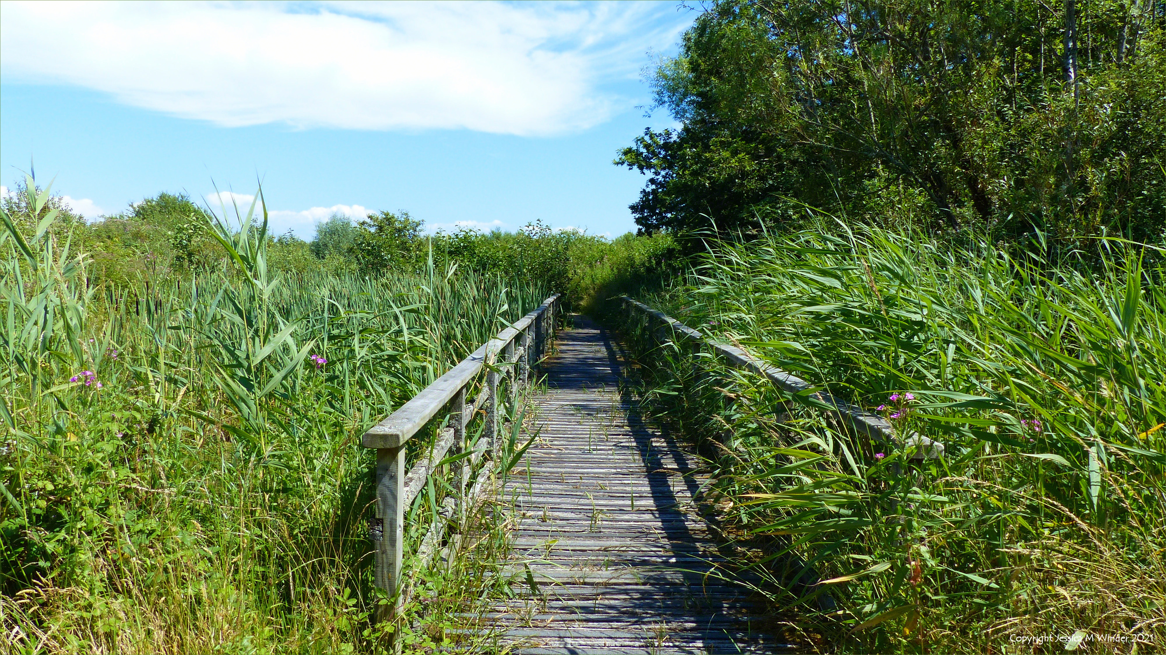Tall waterside reeds and a wooden footbridge in wetlands