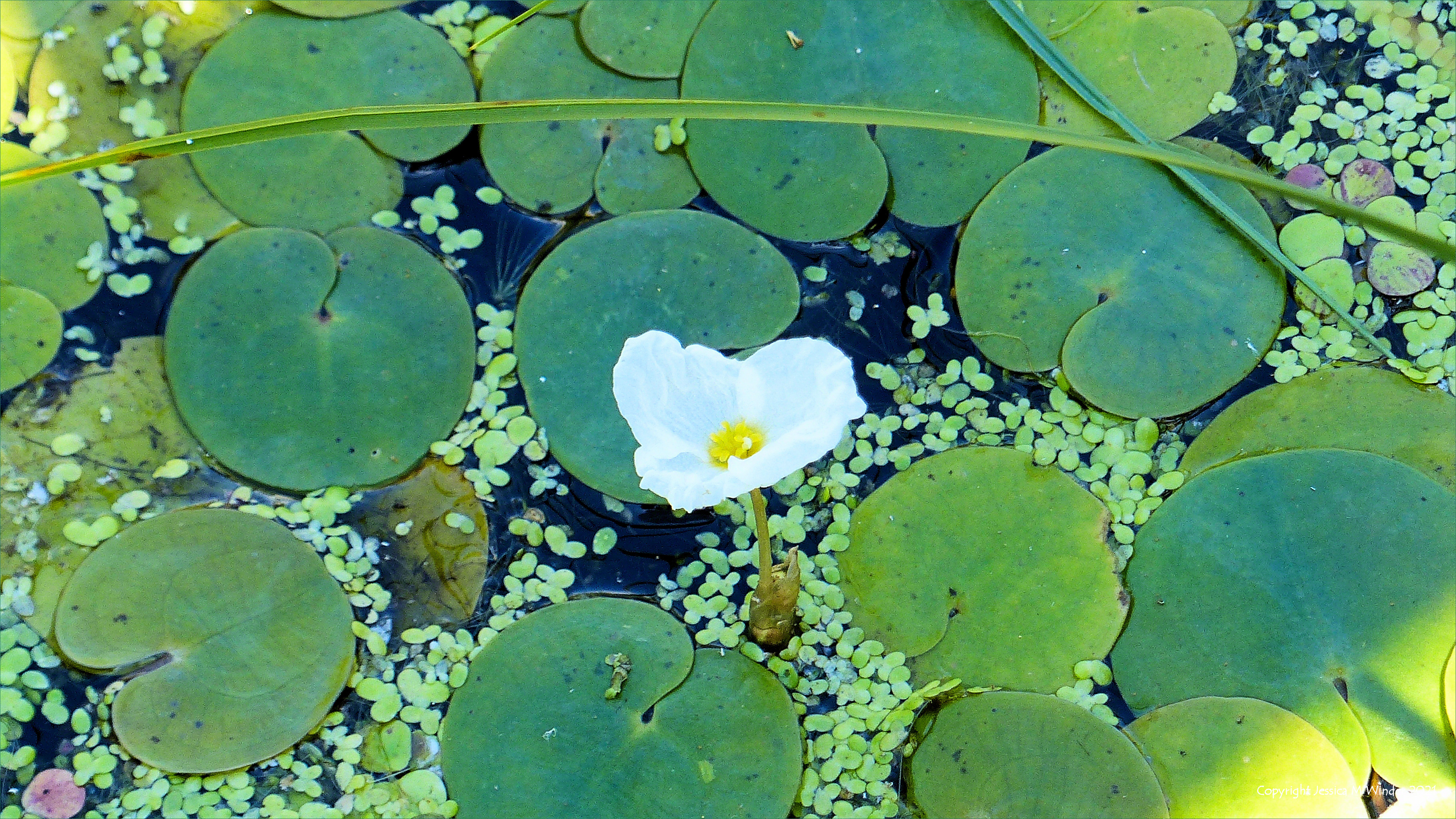 Small Frogbit water lily and circular leaves in a waterway with duckweed