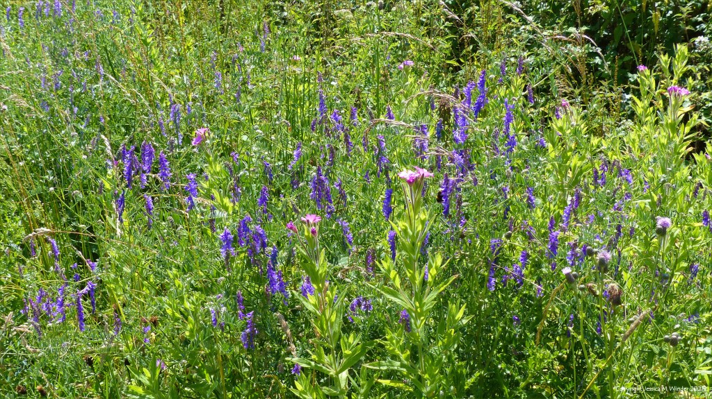 Purple flowering plants and other vegetation on a wetland site in South Wales