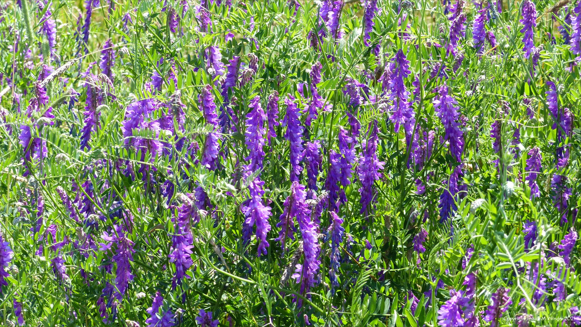 Flowering plants and other vegetation on a wetland site in South Wales