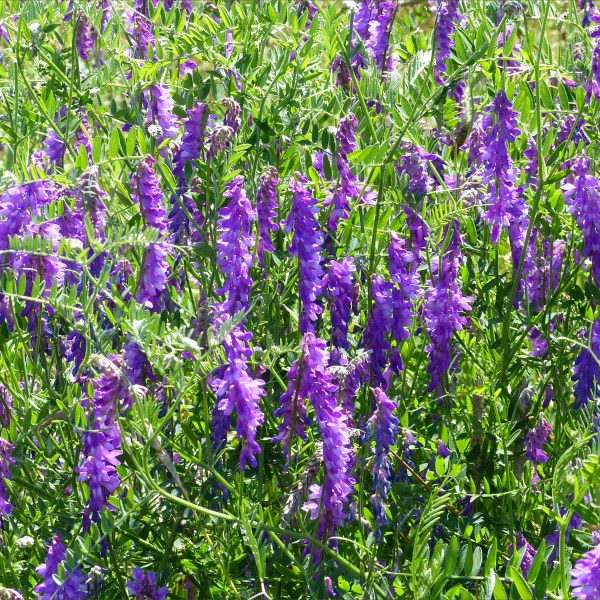 Flowering plants and other vegetation on a wetland site in South Wales