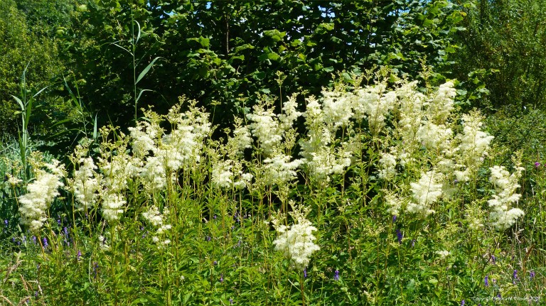 Creamy flowers of Meadowsweet in coastal wetland