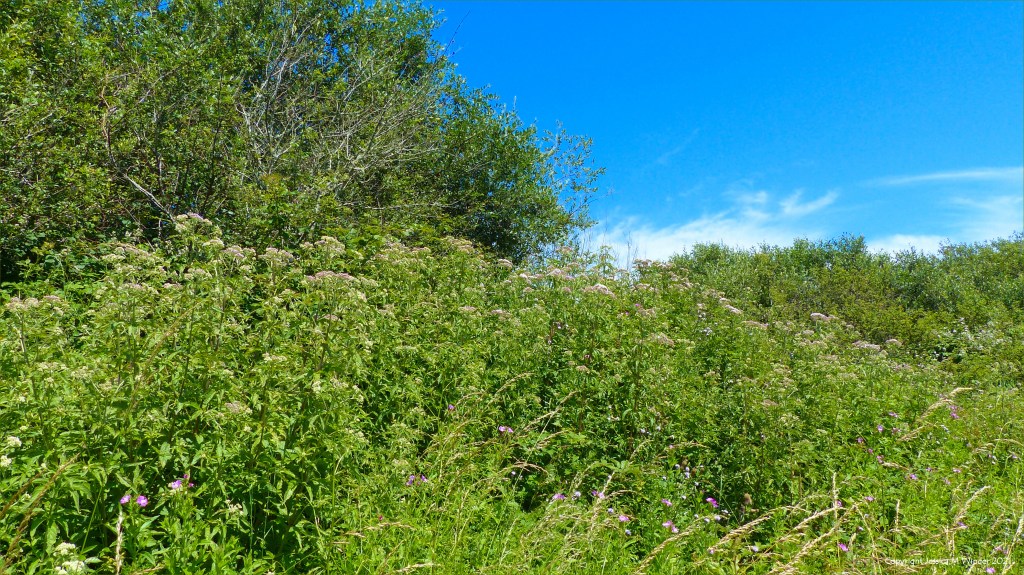Hemp Agrimony in bud on a wetland site
