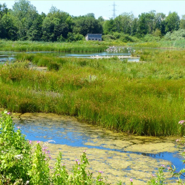 View of bird-hide and wetlands with lake