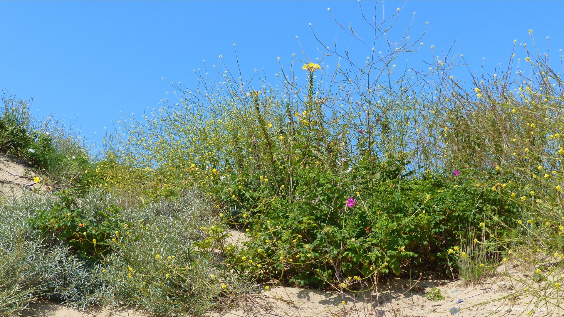 Plants growing on the loose sand of dunes